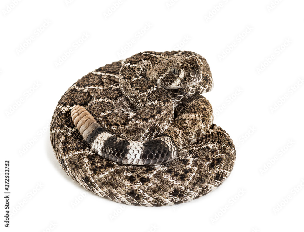 western diamondback rattlesnake or Texas diamond-back in front of white western diamondback rattlesnake or Texas diamond-back in front of white