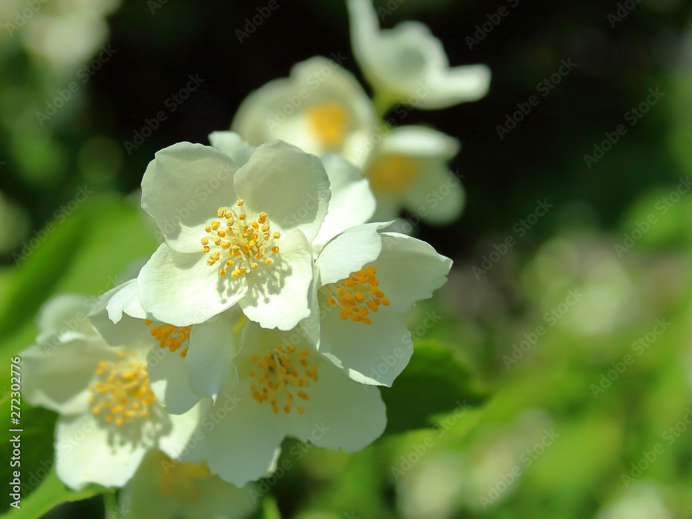 Obraz premium jasmine flower close up blurred background