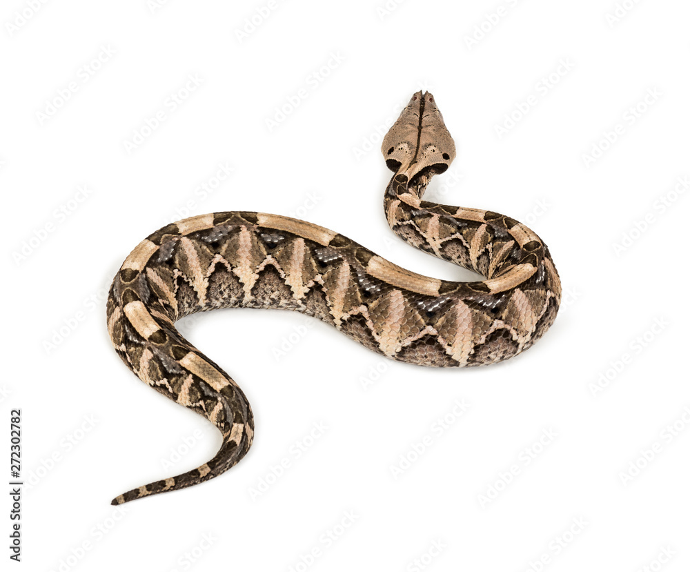 Bitis gabonica, Gaboon viper , Bitis gabonica, is a viper specie Bitis gabonica, Gaboon viper , Bitis gabonica, is a viper specie