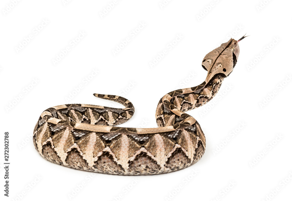 Obraz premium Bitis gabonica, Gaboon viper , Bitis gabonica, is a viper specie