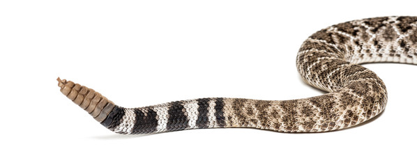 western diamondback rattlesnake or Texas diamond-back in front of white