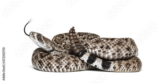 Konstfotografi western diamondback rattlesnake or Texas diamond-back in front of white