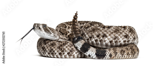 Foto western diamondback rattlesnake or Texas diamond-back in front of white