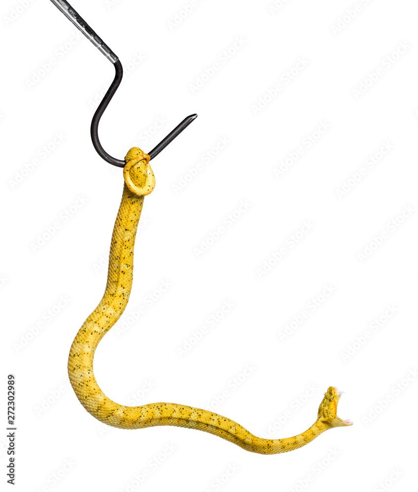 Obraz premium Eyelash viper, pit viper in front of white