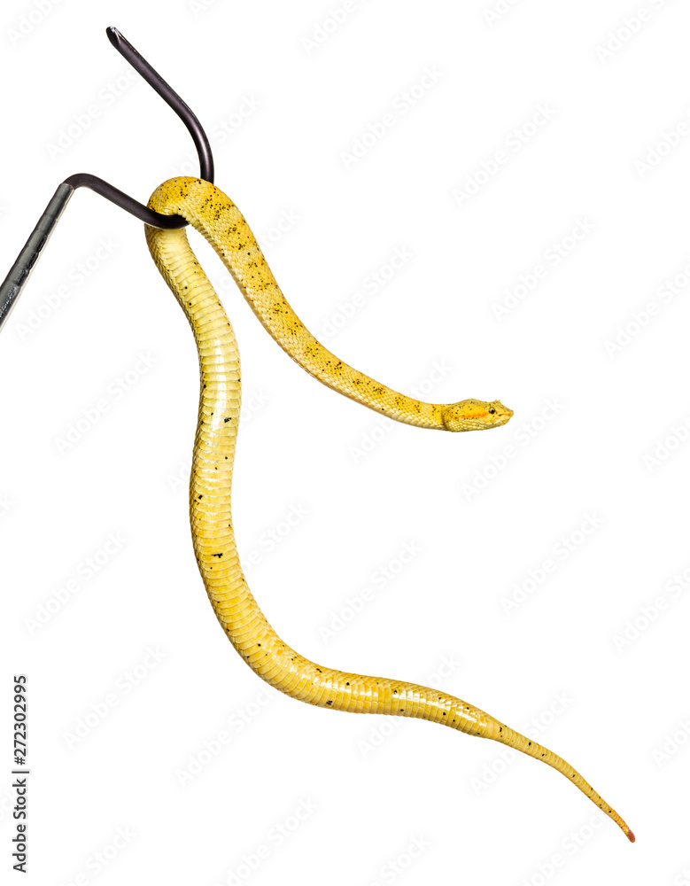 Fototapeta premium Eyelash viper, pit viper in front of white