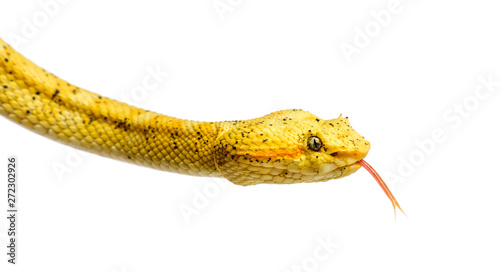 Eyelash viper, pit viper in...