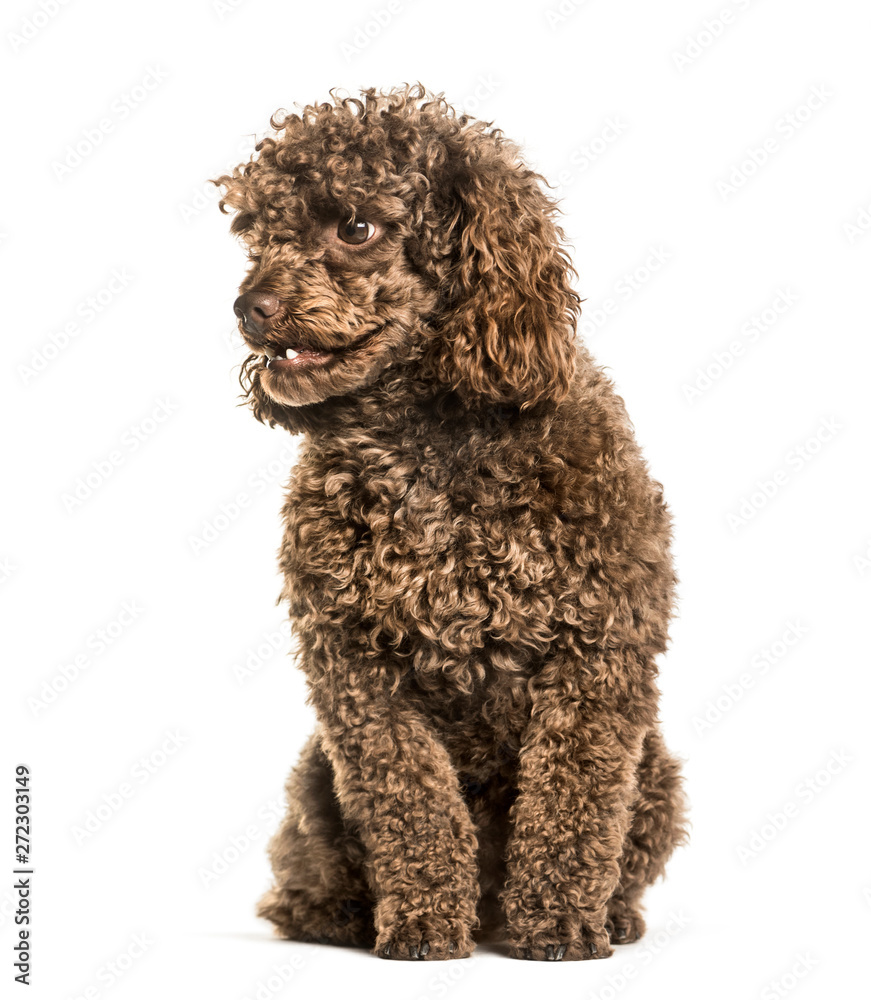Toy poodle sitting against white background Toy poodle sitting against white background