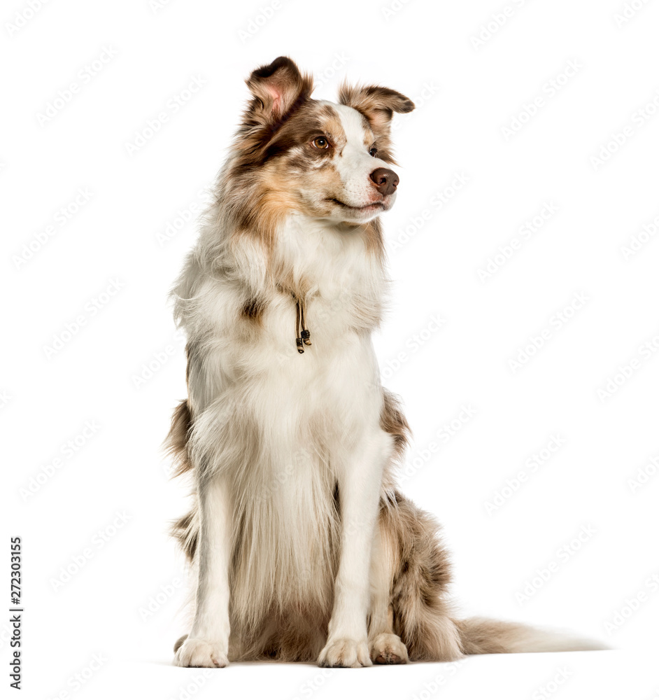 Border collie sitting against white background