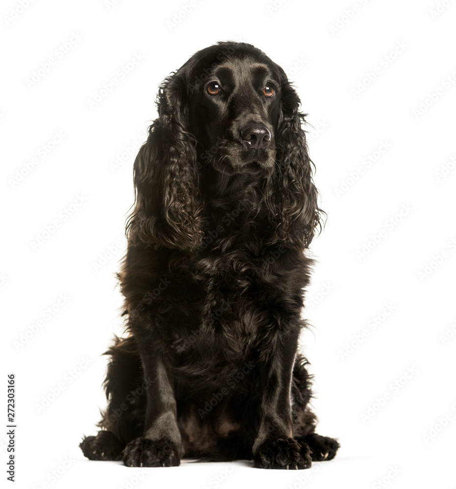 Cocker spaniel sitting against white background Cocker spaniel sitting against white background