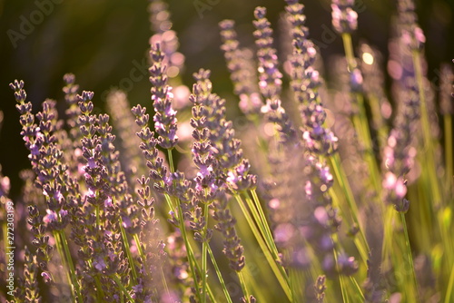 field of purple lavender