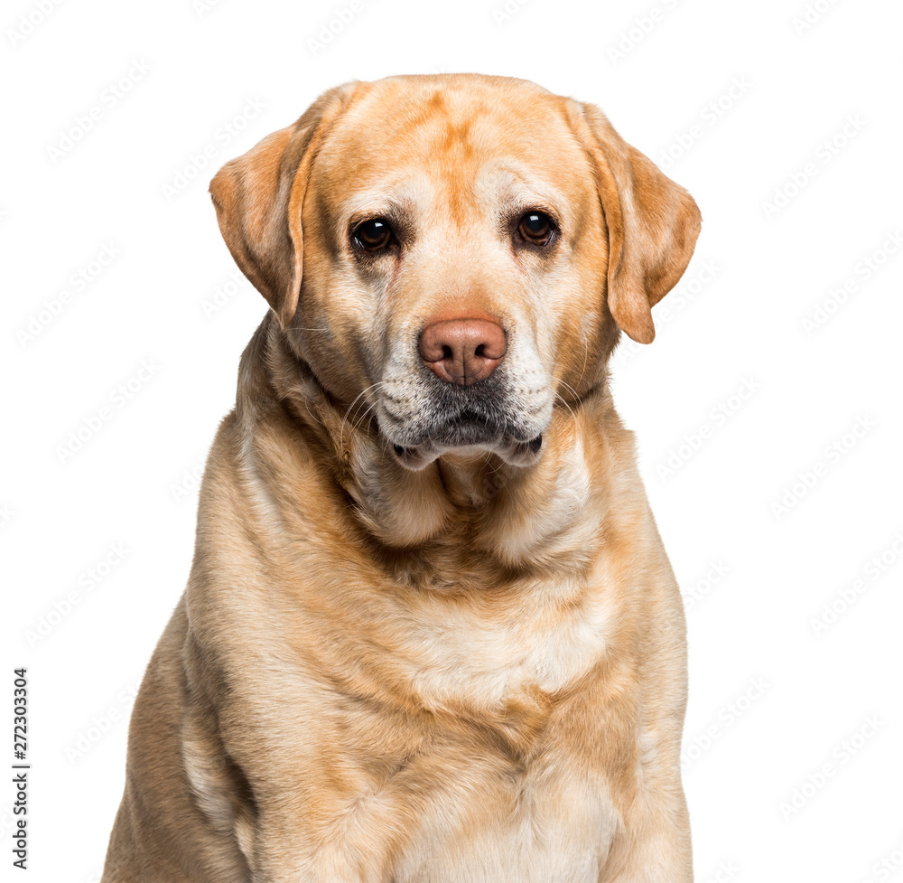 Labrador looking at camera against white background