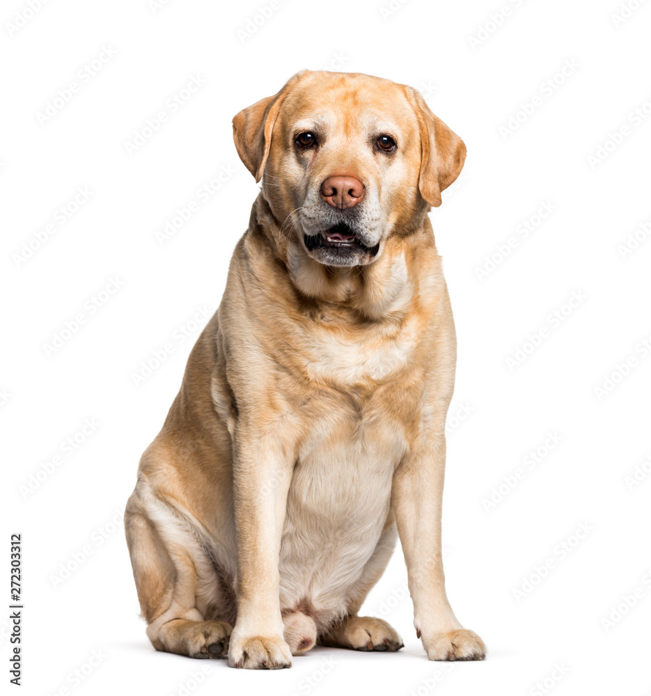 Labrador sitting against white background