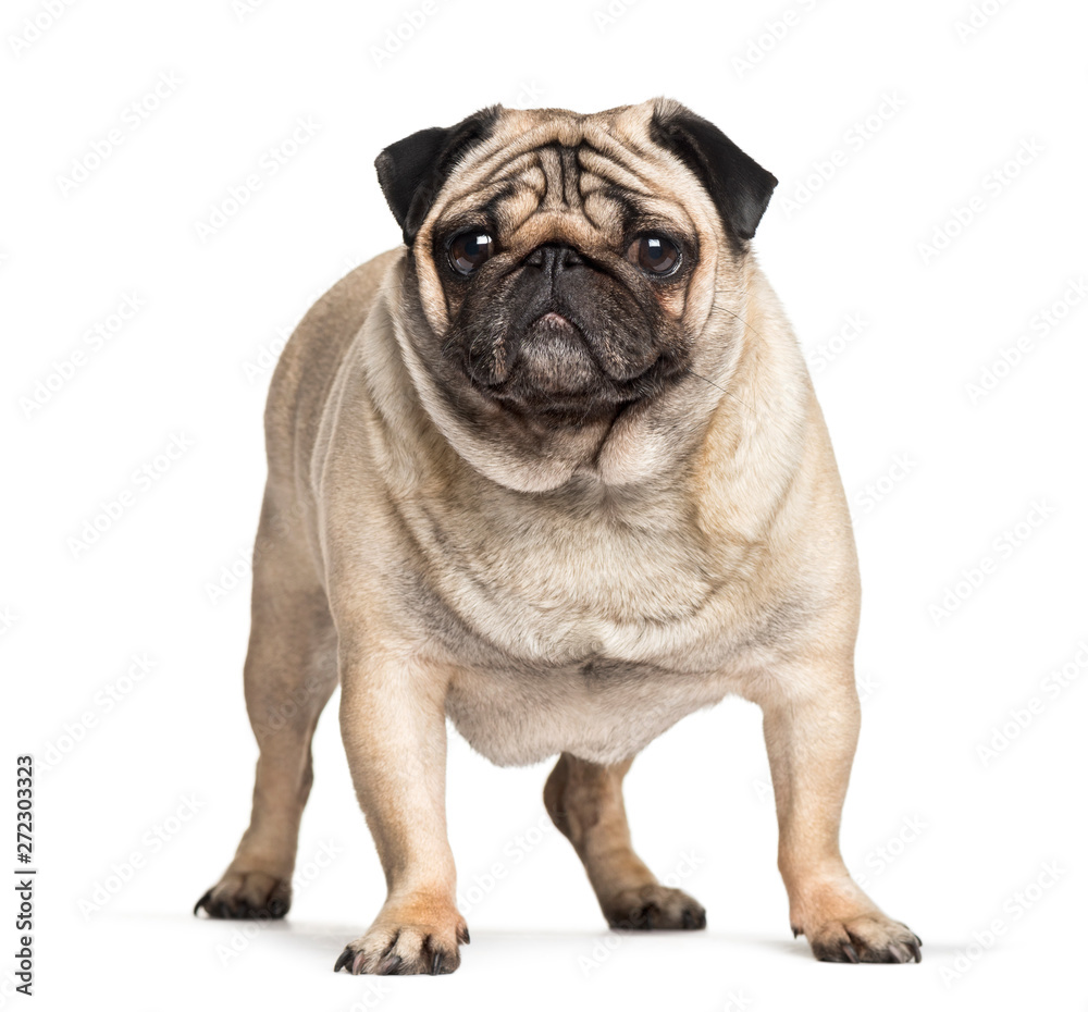 Overweight pug dog standing against white background