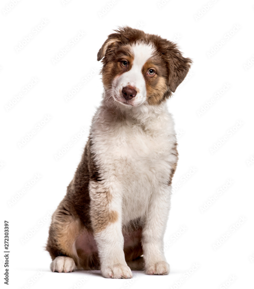 Australian Shepherd sitting against white background