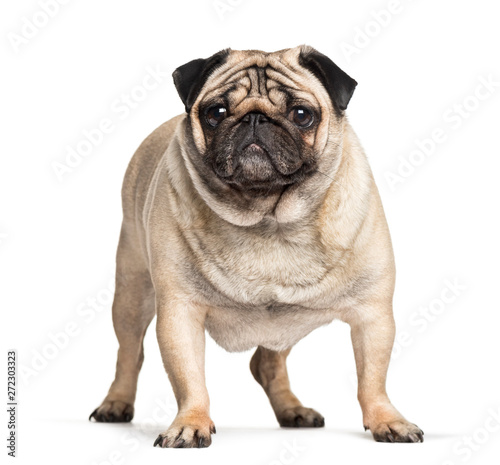 Overweight pug dog standing against white background © Eric Isselée