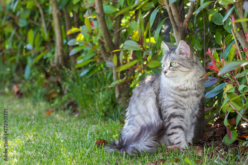 Adorable long haired cat of siberian breed in relax outdoor. Purebred feline of livestock