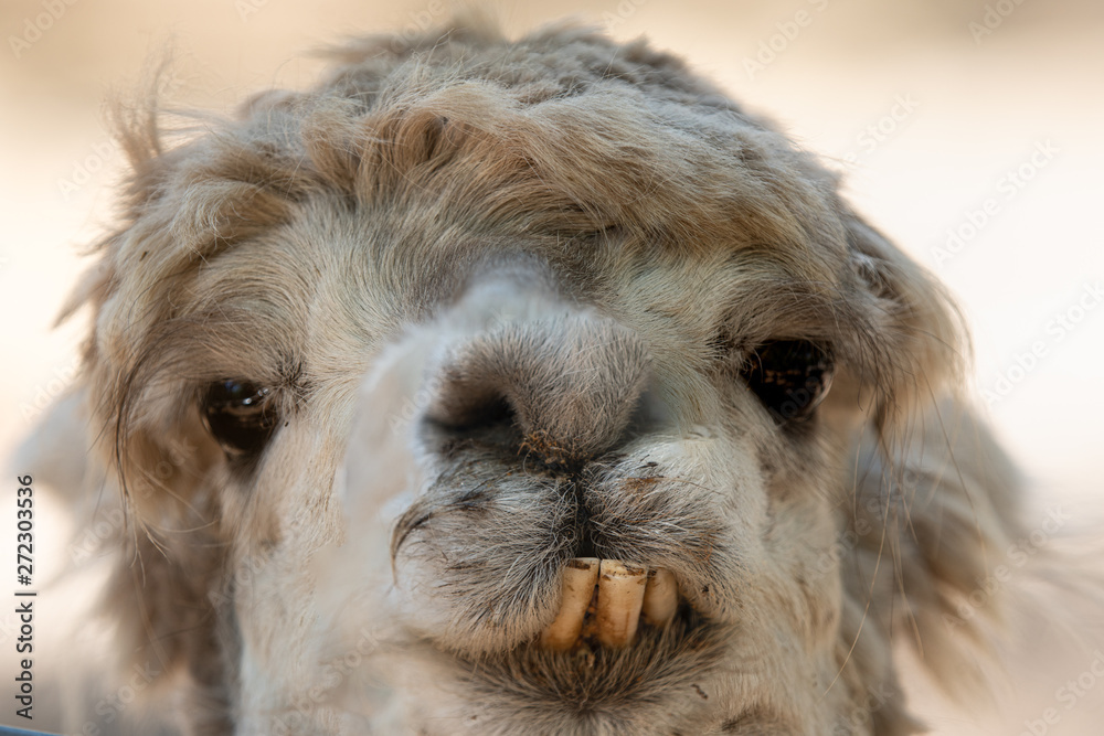 alpaca teeth can still bite and  get a close up