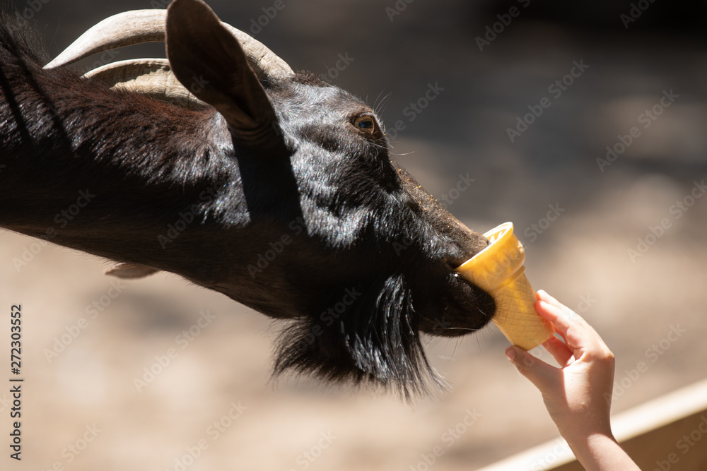 Can Goats Eat Ice Cream