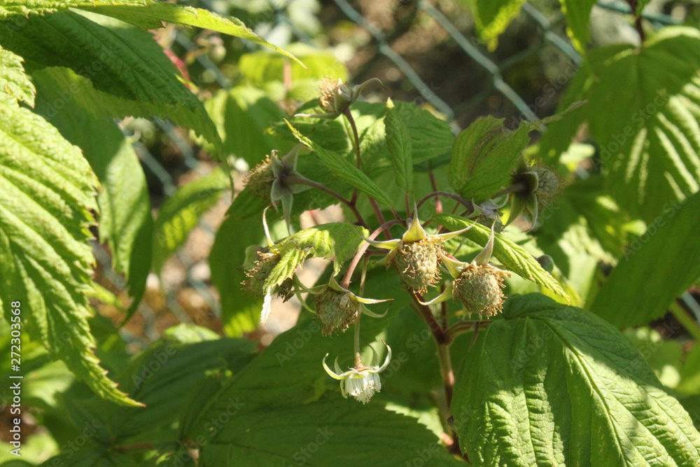 Unreife Himbeeren