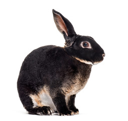 rex rabbit sitting against white background