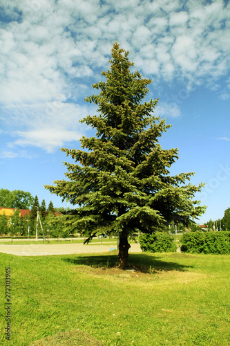 large blue spruce in the Park against the bright blue sky