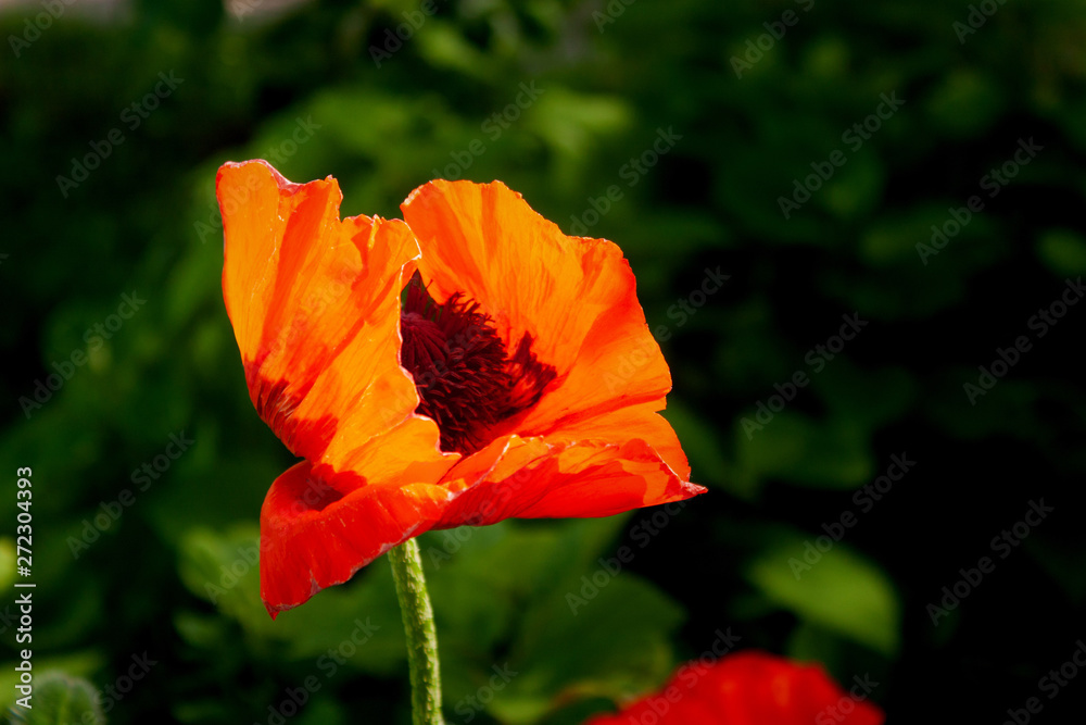 Decorative red poppies backlit by the sun against the backdrop of greenery. Decorative red poppies backlit by the sun against the backdrop of greenery.