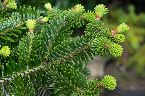 Detailed capture of new young shoots of Abies numidica (Algerian fir) in a botanical garden.