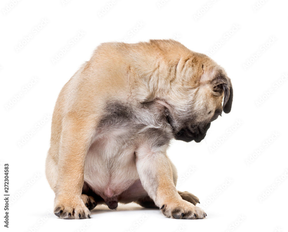 Pug Puppy looking back sitting against white background Pug Puppy looking back sitting against white background