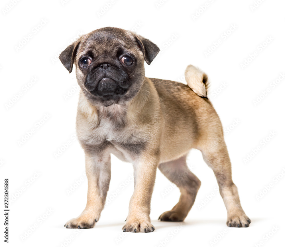 Pug Puppy standing against white background