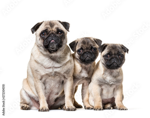 mother Pug and her puppies sitting against white background