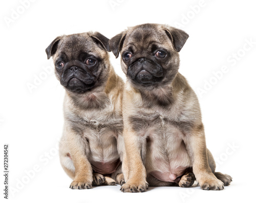 Pug Puppy sitting against white background