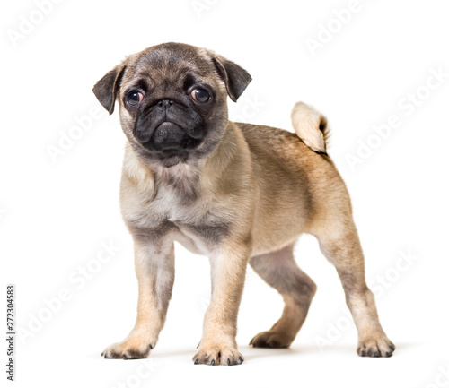 Pug Puppy standing against white background