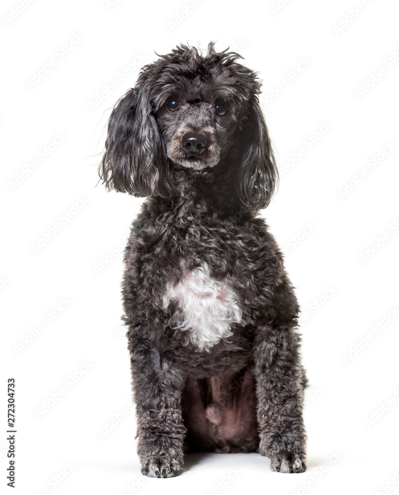 Poodle , 5 years old, sitting against white background Poodle , 5 years old, sitting against white background