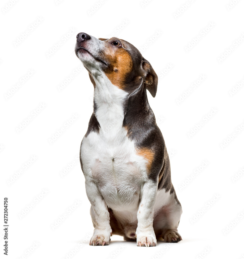 Jack Russell , 4 years old, sitting against white background