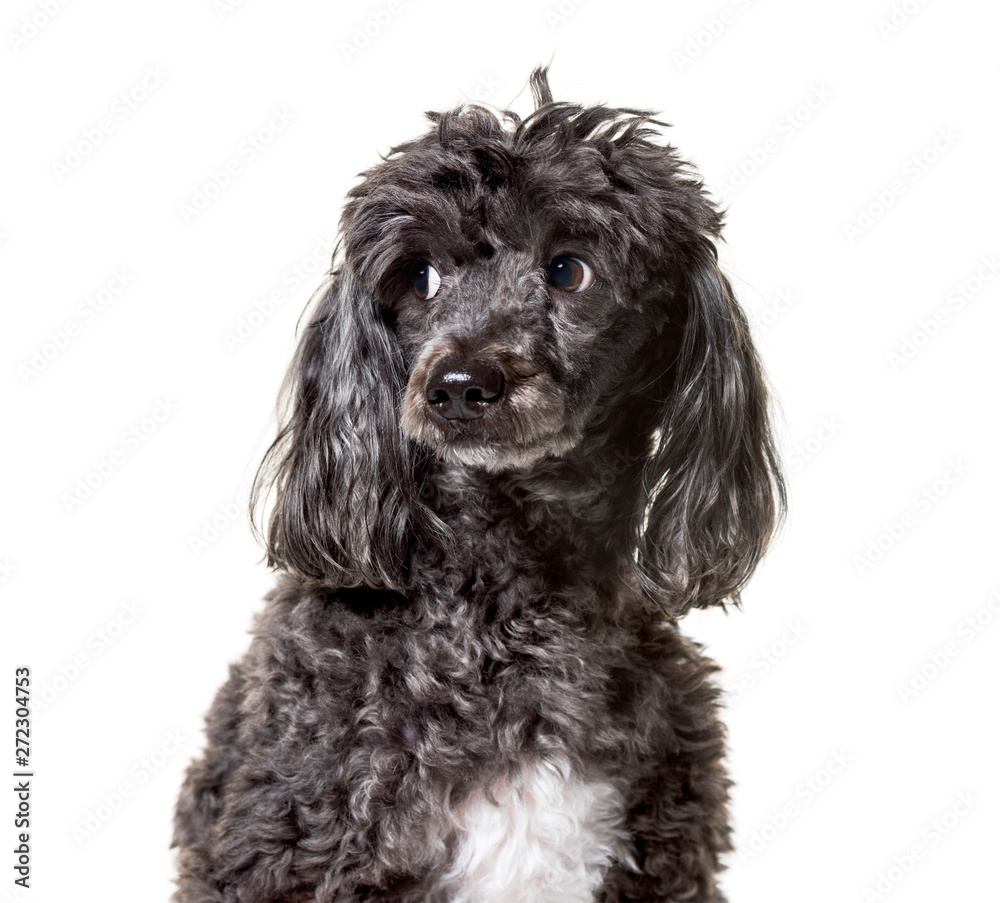 Poodle , 5 years old, against white background Poodle , 5 years old, against white background