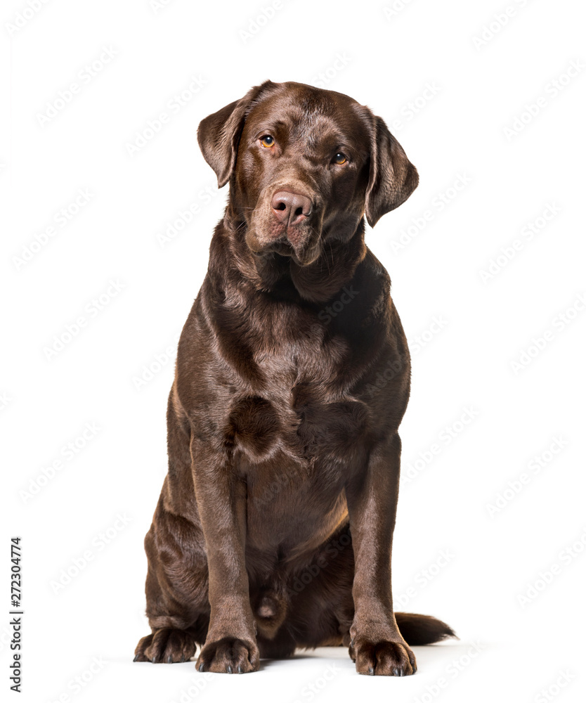 Labrador Retriever , 2, 5 years old, sitting against white backg Labrador Retriever , 2, 5 years old, sitting against white backg