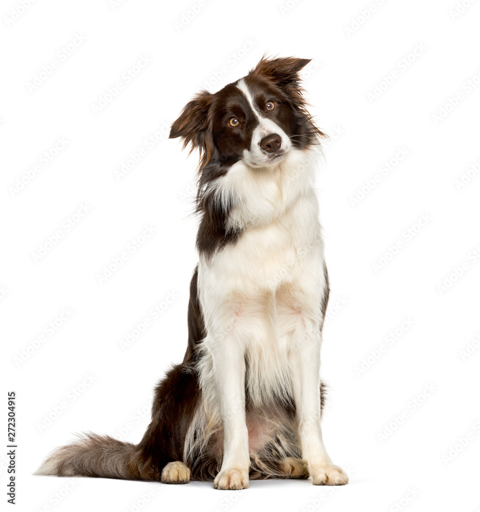 Fototapeta premium Border Collie sitting against white background