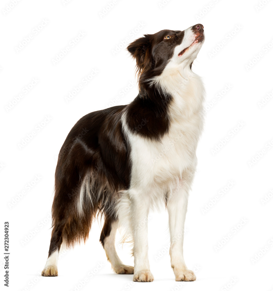 Looking up Border Collie standing against white background