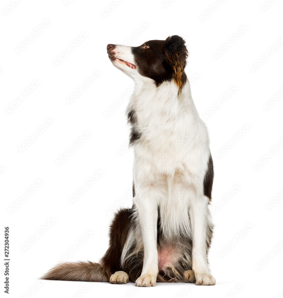 Looking up Border Collie sitting against white background