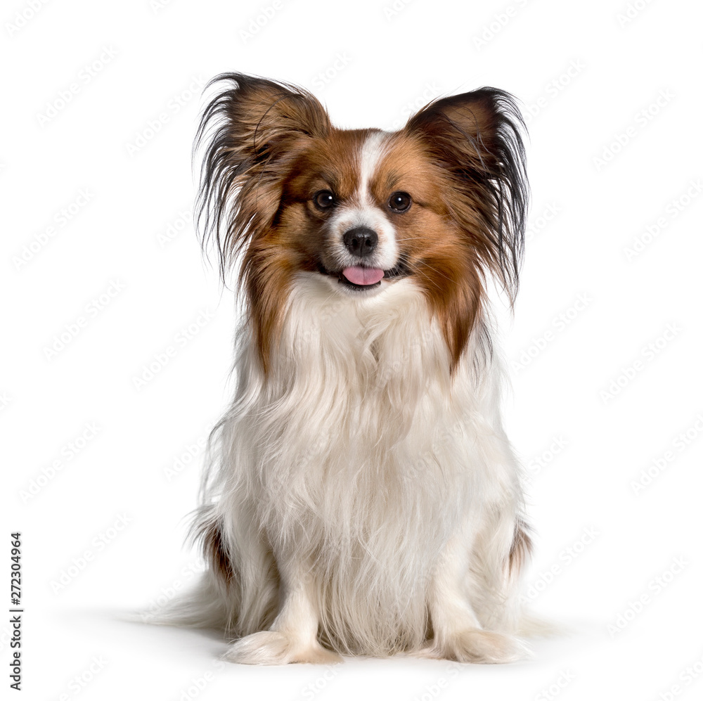 Phalene sitting against white background Phalene sitting against white background