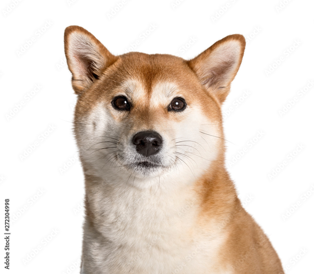 Shiba Inu looking at camera against white background