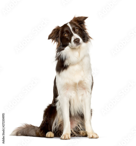 Border Collie sitting against white background © Eric Isselée