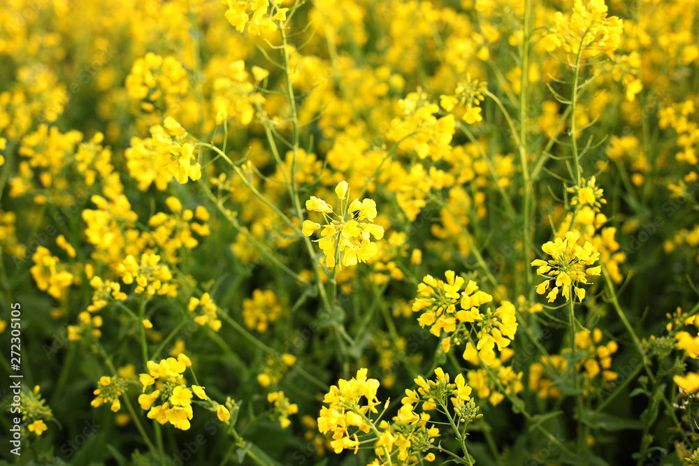 Rapeseed field, Blooming canola flowers close up. Rape on the field in summer. Bright Yellow rapeseed oil. Flowering rapeseed.Flowers of oil in rapeseed field. Agriculture, vegetation, countryside