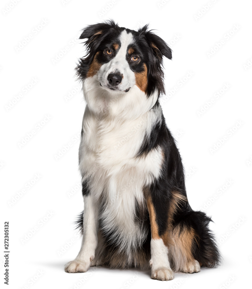 Australian Shepherd sitting against white background