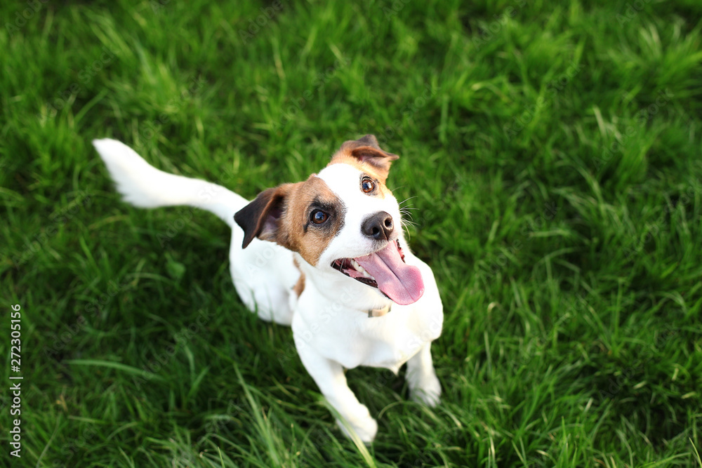 Purebred Jack Russell Terrier dog outdoors on nature in the grass on a summer day. Happy dog ​​sits in the park. Jack Russell Terrier dog smiling on the grass background. Parson Russell Terrier