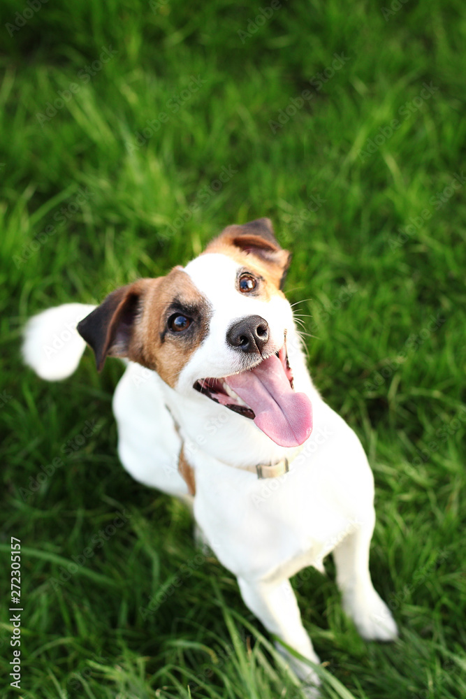 Purebred Jack Russell Terrier dog outdoors on nature in the grass on a summer day. Happy dog ​​sits in the park. Jack Russell Terrier dog smiling on the grass background. Parson Russell Terrier