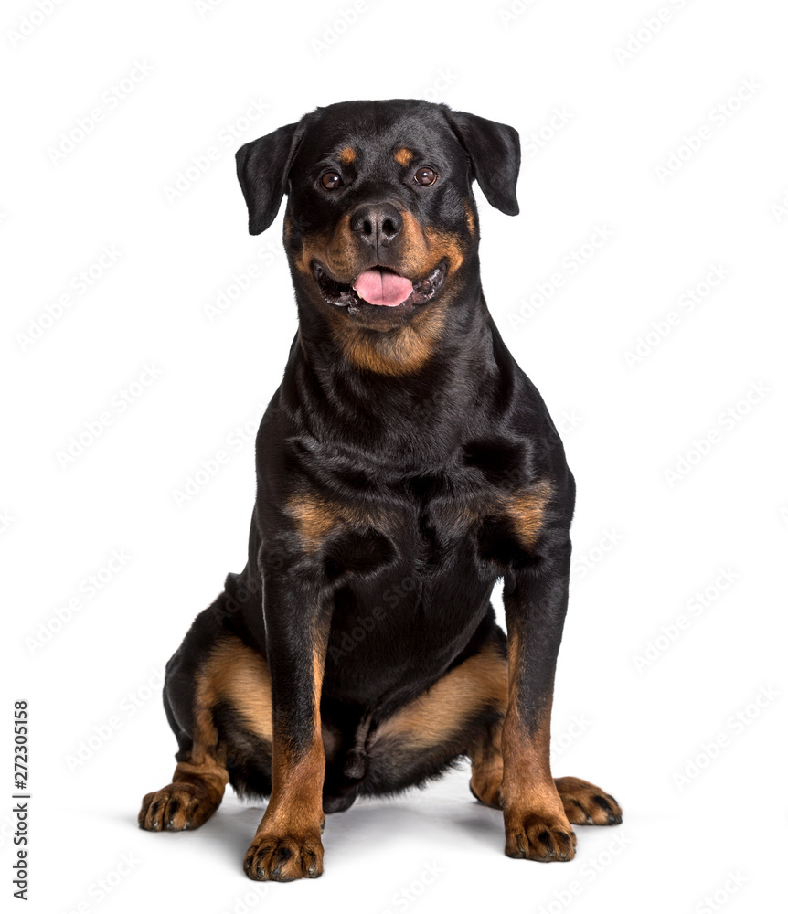 Rottweiler sitting against white background