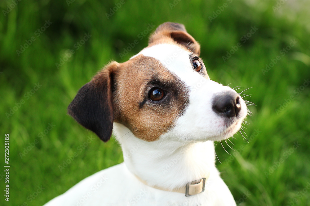 Happy active young Jack Russell Terrier. White-brown color dog face and  eyes close-up in