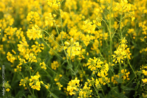 Rapeseed field, Blooming canola flowers close up. Rape on the field in summer. Bright Yellow rapeseed oil. Flowering rapeseed.Flowers of oil in rapeseed field. Agriculture, vegetation, countryside © stock_studio