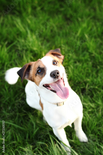 Purebred Jack Russell Terrier dog outdoors on nature in the grass on a summer day. Happy dog ​​sits in the park. Jack Russell Terrier dog smiling on the grass background. Parson Russell Terrier